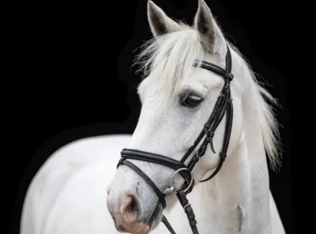 Rettet Pepper & helft unserem Schulbetrieb